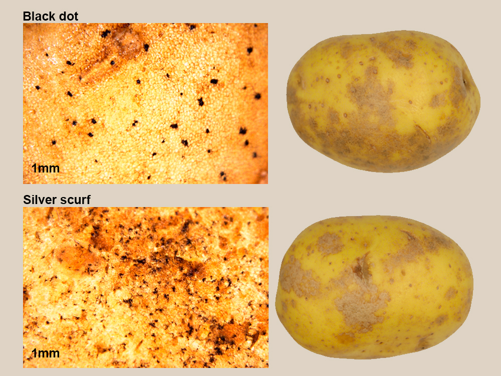 Comparison image showing black dot and silver scurf symptoms on potato skin and tubers