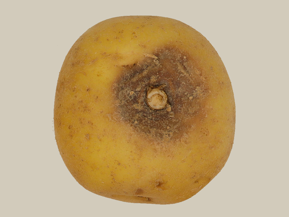 Potato tuber with a brown sunken lesion around the sprout area caused by dry rot