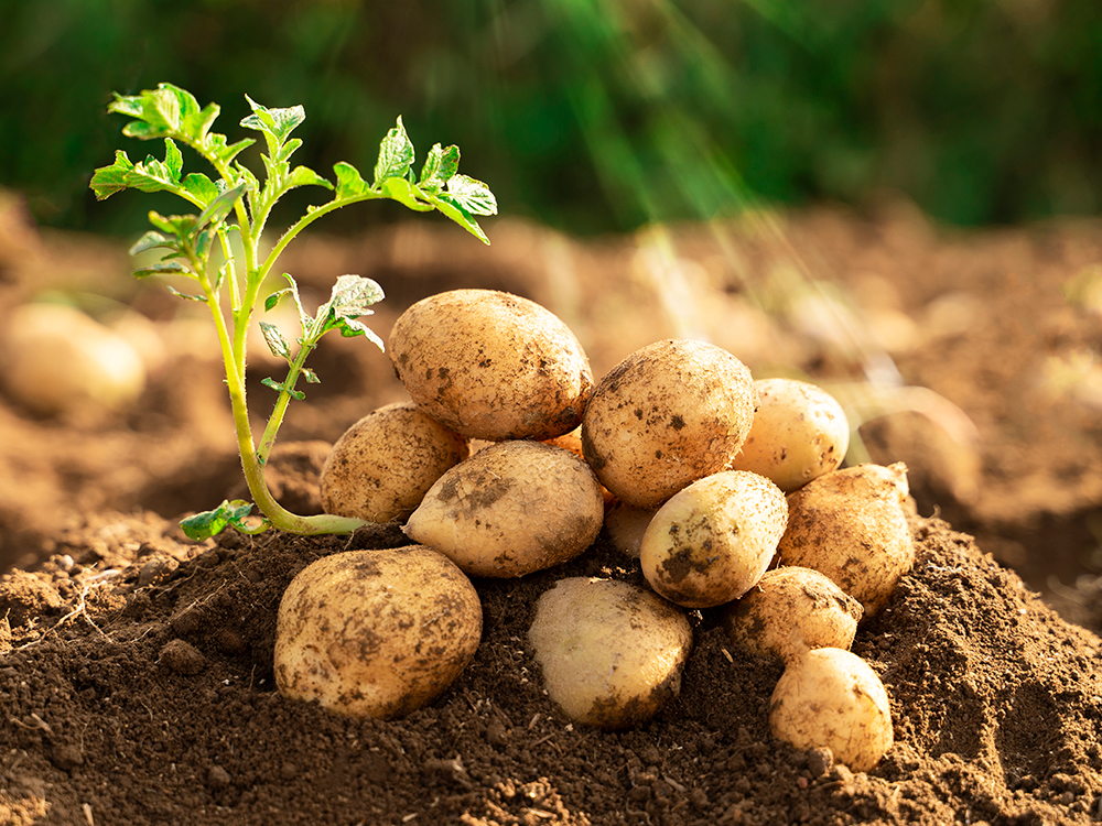 Freshly harvested potatoes in soil beside a green potato plant in a field