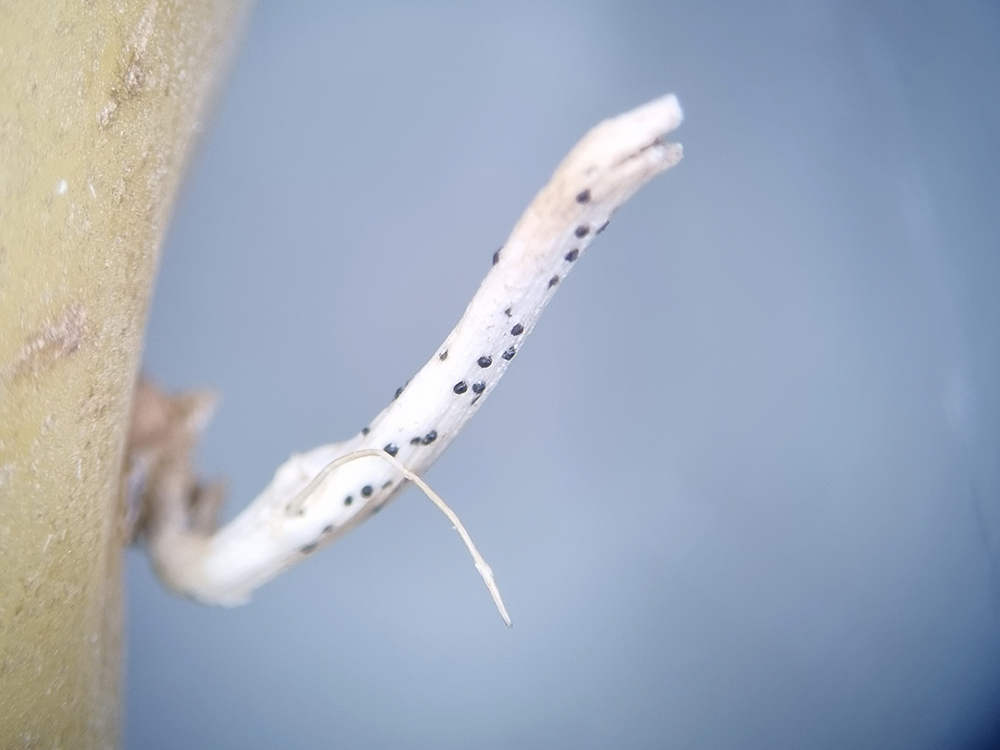 Close-up view of a potato sprout with small black fungal spots seen through a microscope