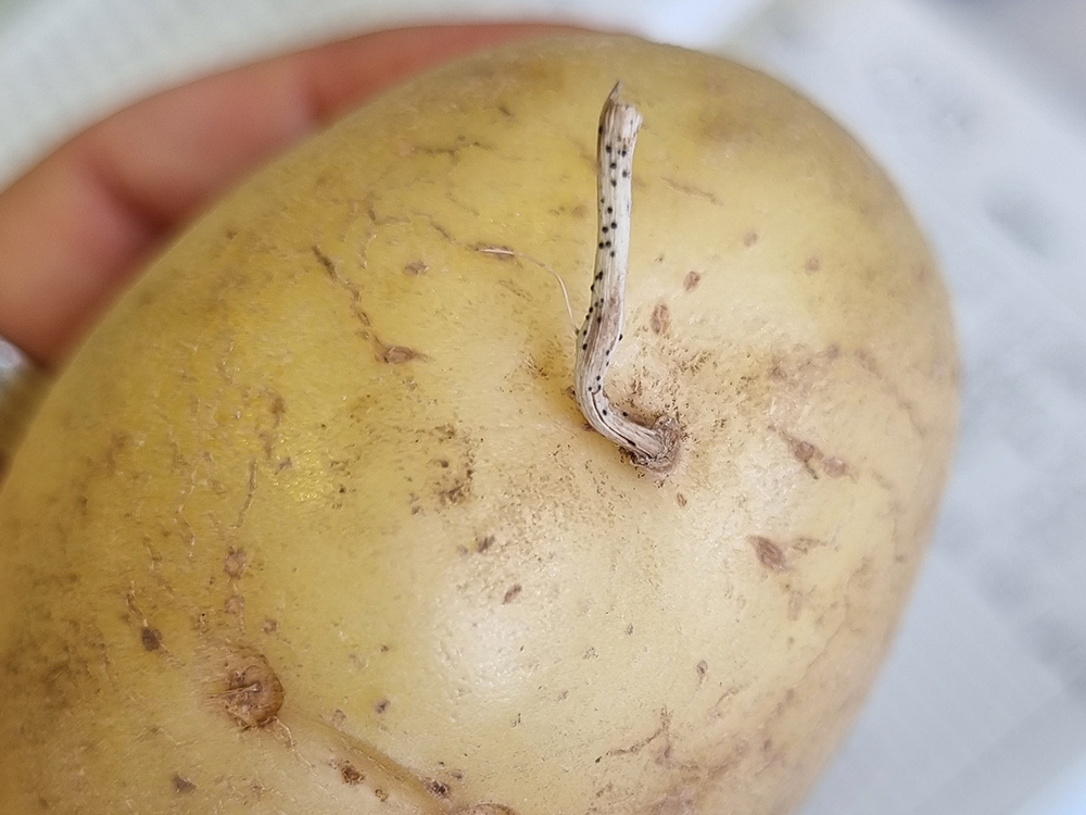 Close-up of a potato tuber with a sprout showing small black fungal spots on its surface