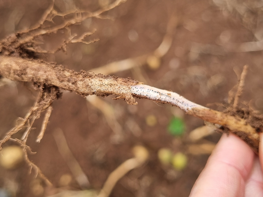 Close-up of a potato stem or stolon with soil attached and small black fungal spots associated with black dot disease