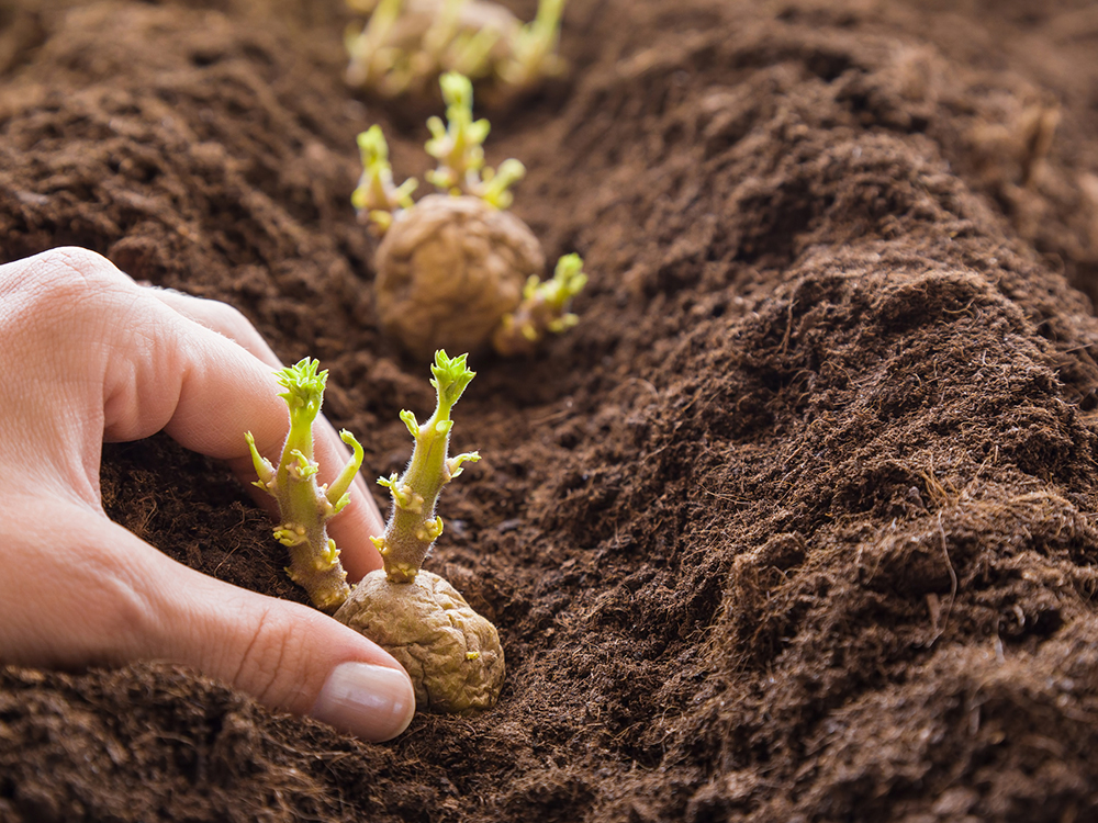 Hand planting sprouting seed potatoes in rows of dark soil