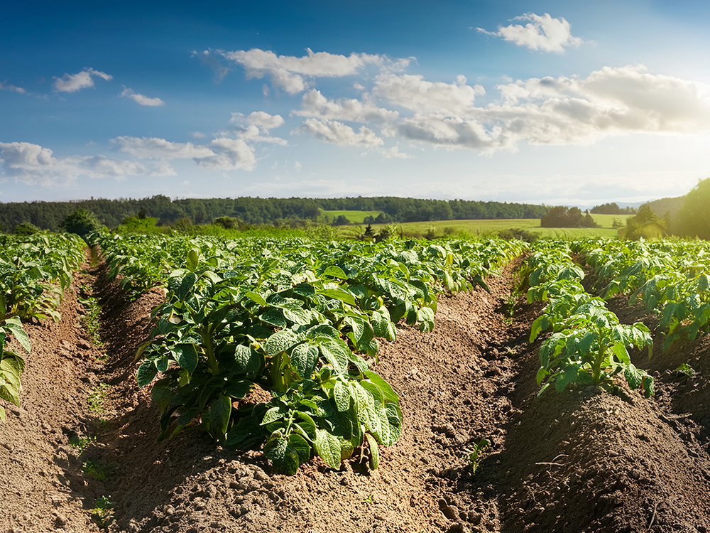 Potato crop in a field with furrows, surrounded by vegetation and hills under a blue sky with clouds.