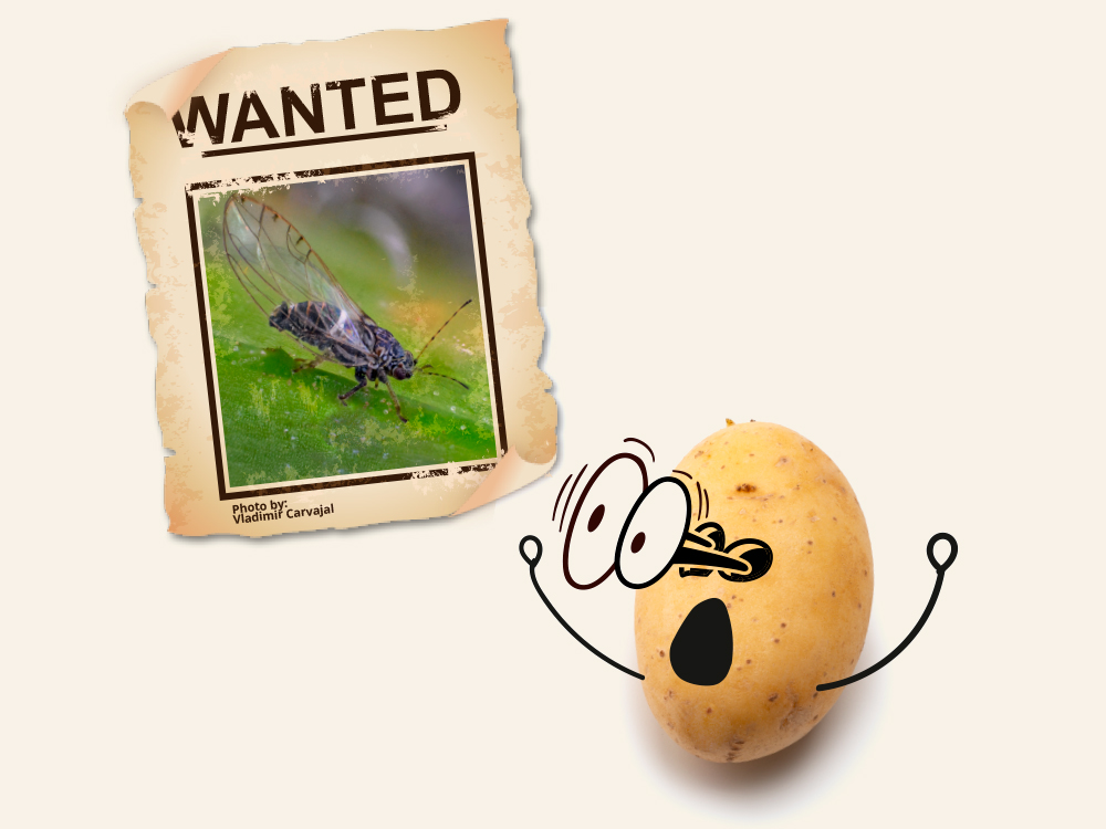 Illustration of a startled potato with cartoonish eyes and mouth, reacting in fear to a stylized black-and-white drawing of an insect resembling a psyllid