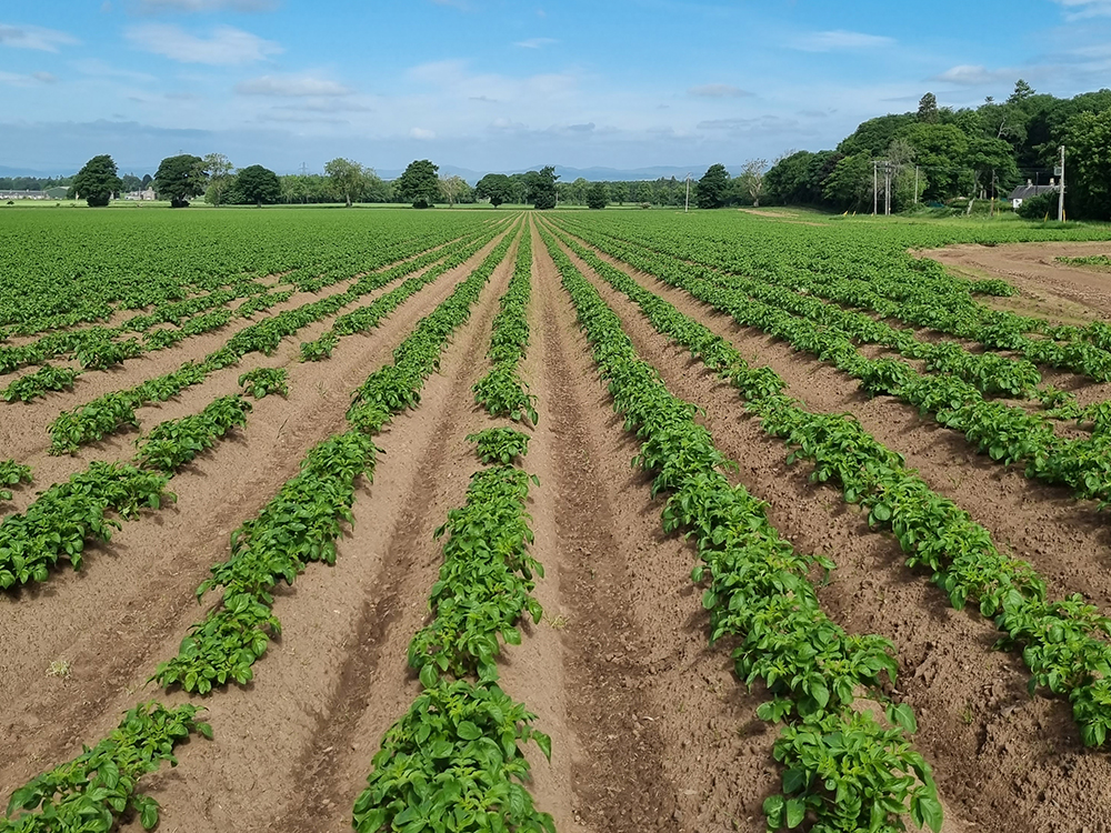 Rows of green potato plants growing in a large field under a blue sky.