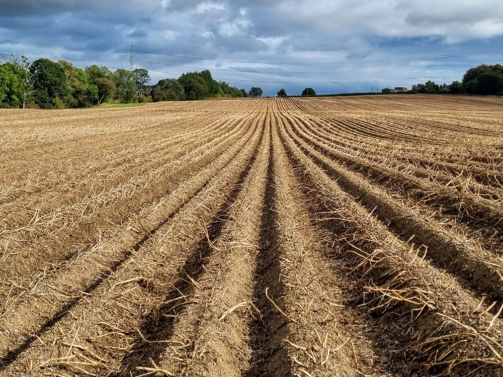Harvested potato field with dry stems and tilled soil under a cloudy sky.