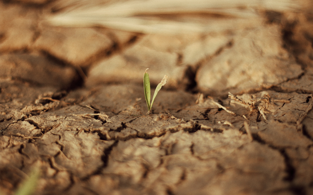 Drought and plant health