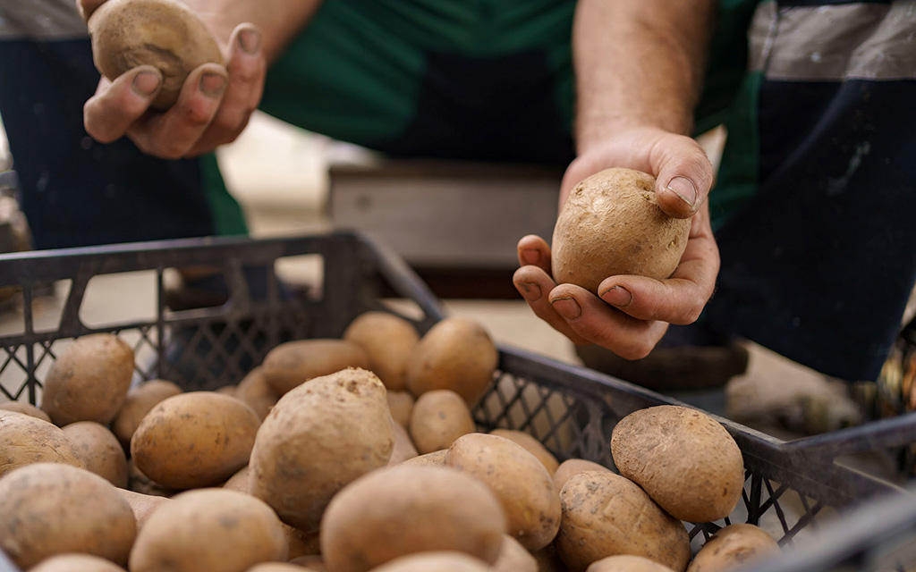 Peasant selling potatoes