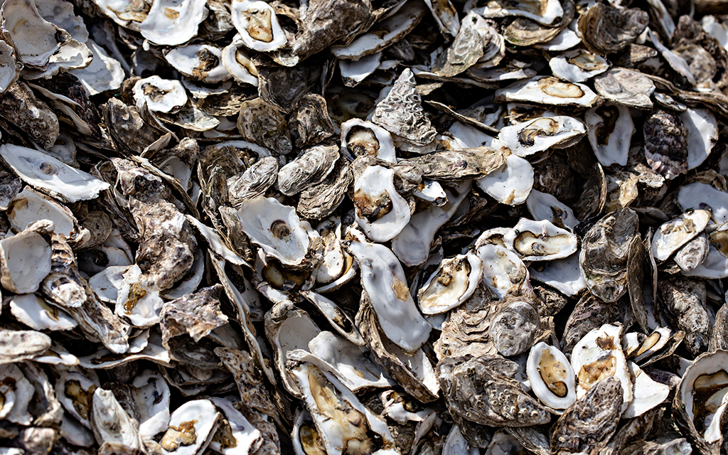 Pile of empty oyster shells stacked together in close-up, with white, gray, and brown tones.