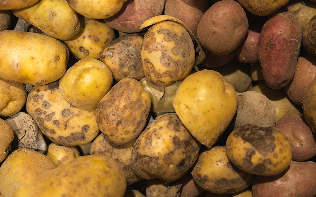 Potato tubers showing visible disease symptoms and skin damage