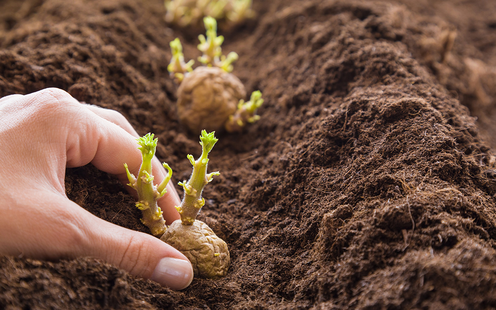 Hand planting a sprouted potato in fertile garden soil