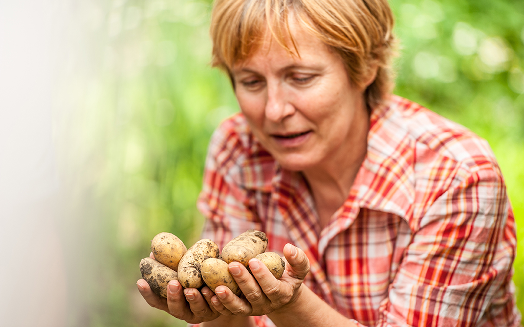 Woman in a garden holding freshly harvested potatoes in her hands.