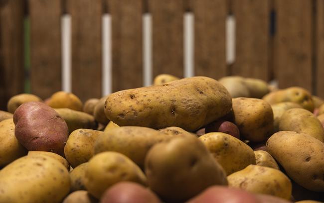 Assorted potato varieties displayed for agricultural research