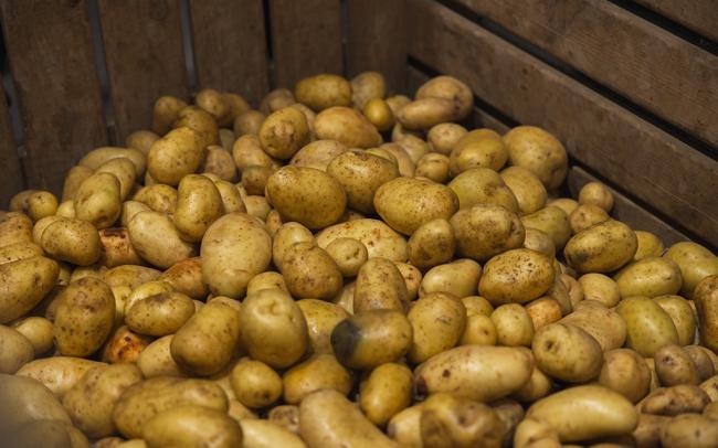 Freshly harvested yellow potatoes piled together in a rustic wooden storage crate.