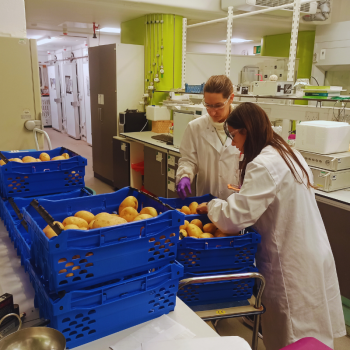 Innovation in sustainable potato crop_PATAFEST