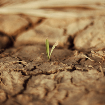 Drought and plant health