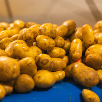 EU potato regulation