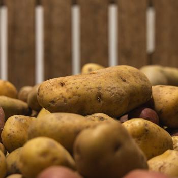 Assorted potato varieties displayed for agricultural research