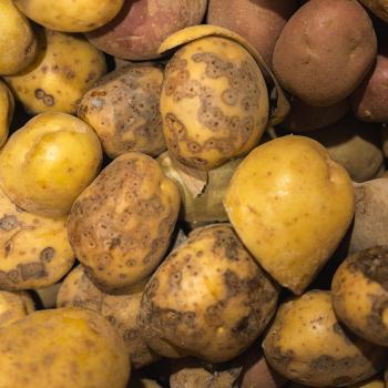 Potato tubers showing visible disease symptoms and skin damage