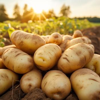 Pile of freshly harvested potatoes on soil in a farm field at sunset.