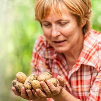 Woman in a garden holding freshly harvested potatoes in her hands.